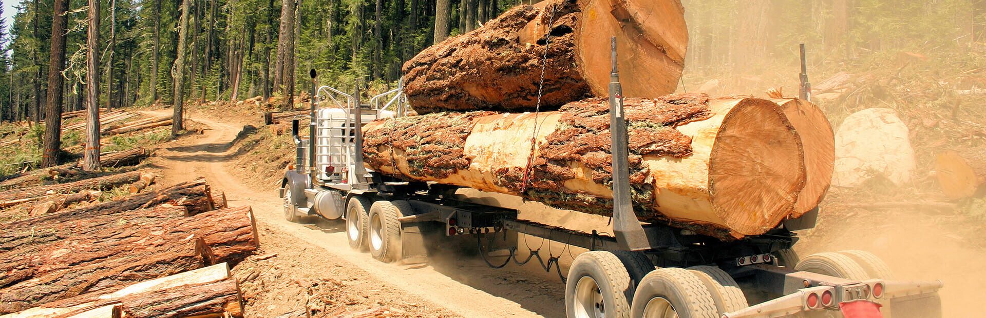 Foto do jogo Woodcutter Simulator 2013