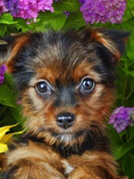 Foto do jogo Rainbow Mosaics: Blooming Garden