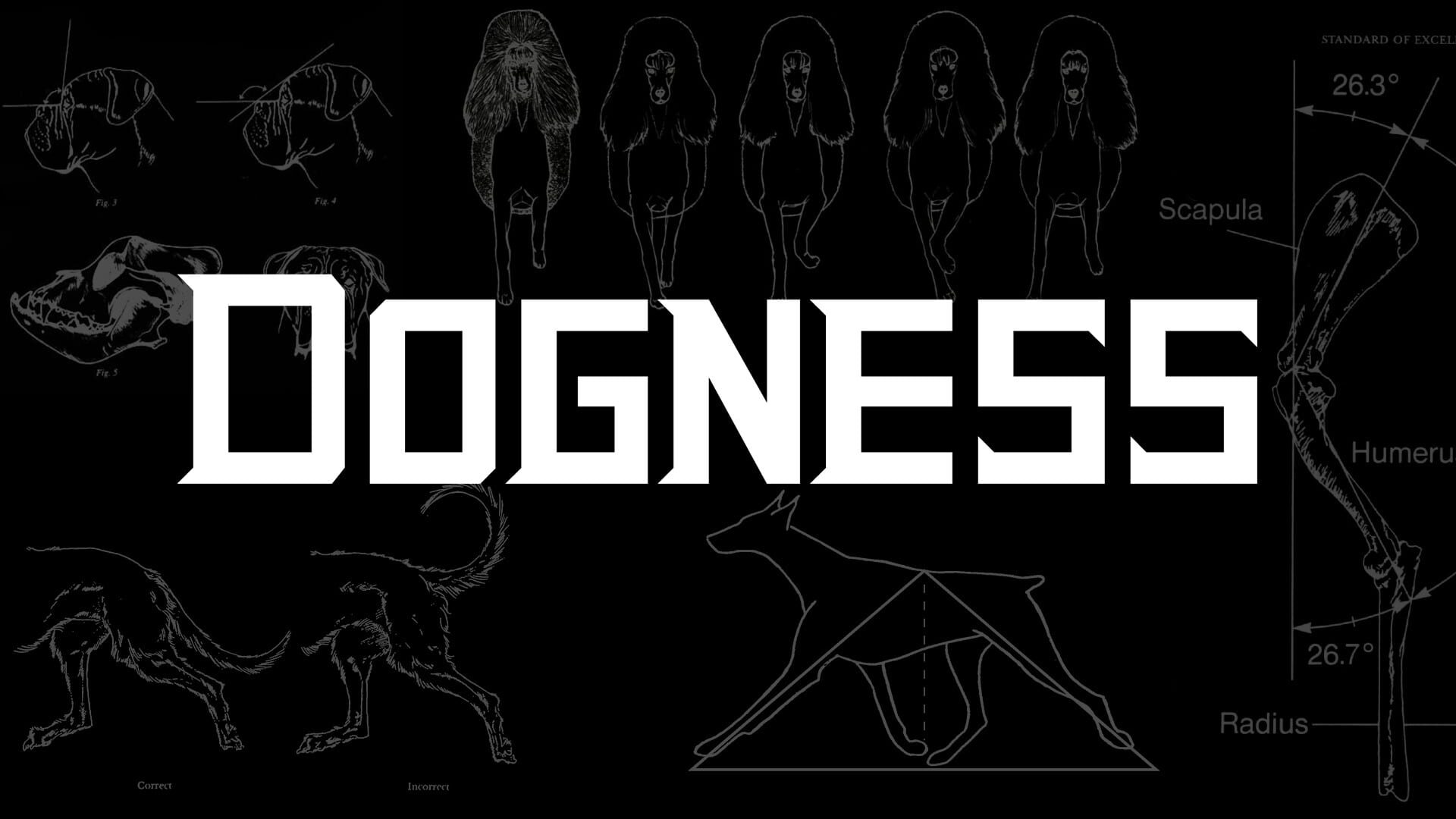 Foto do jogo Dogness
