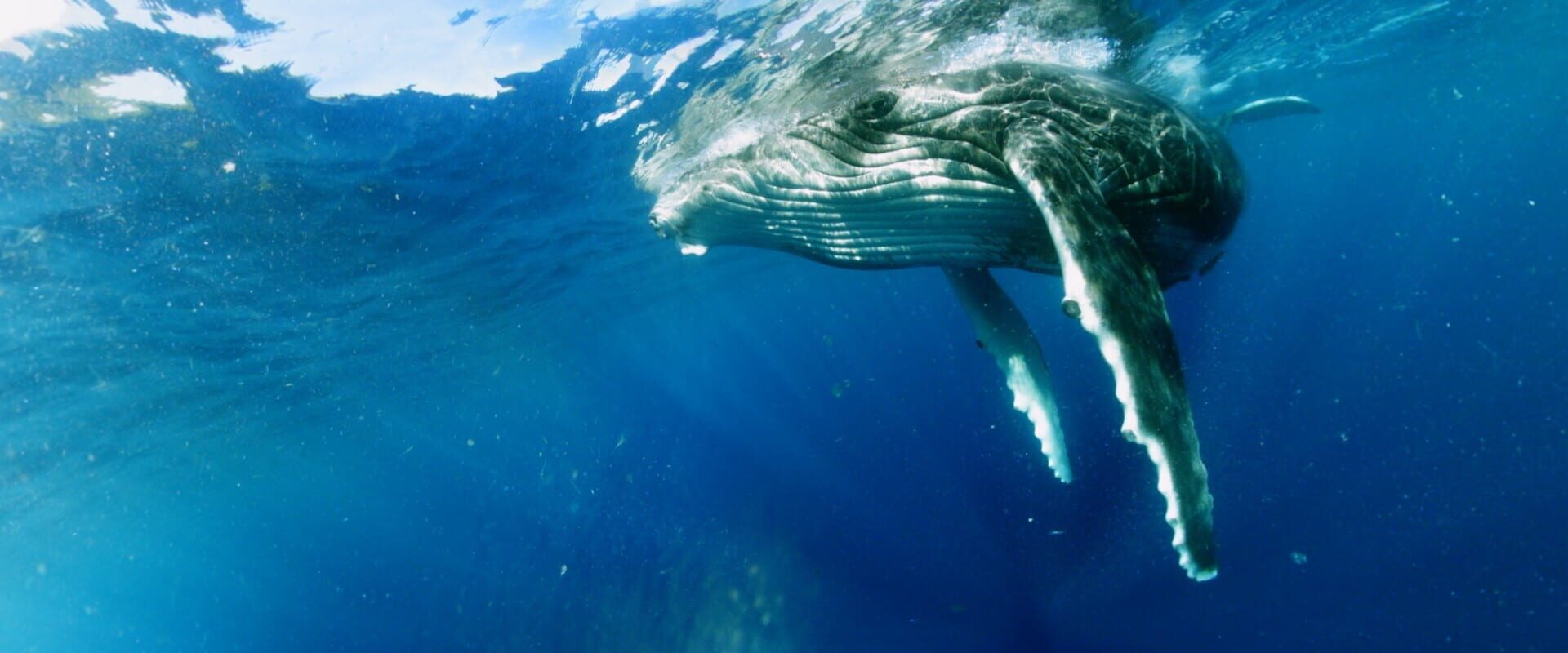 Foto do jogo Swimming with Humpbacks