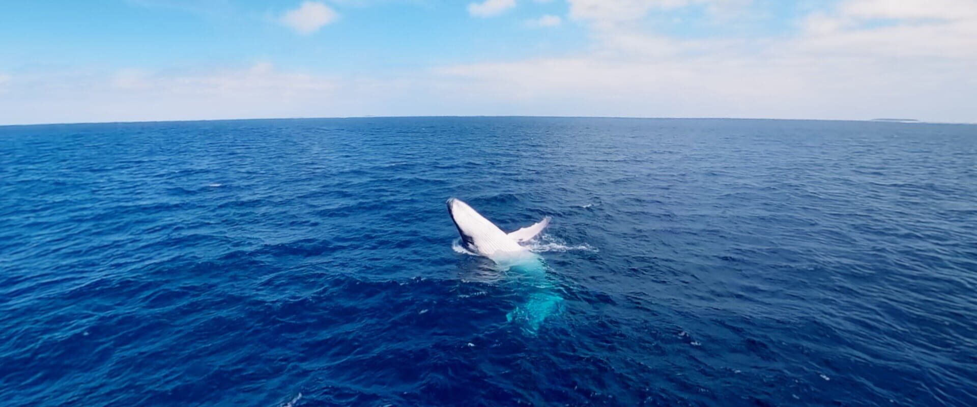 Foto do jogo Swimming with Humpbacks