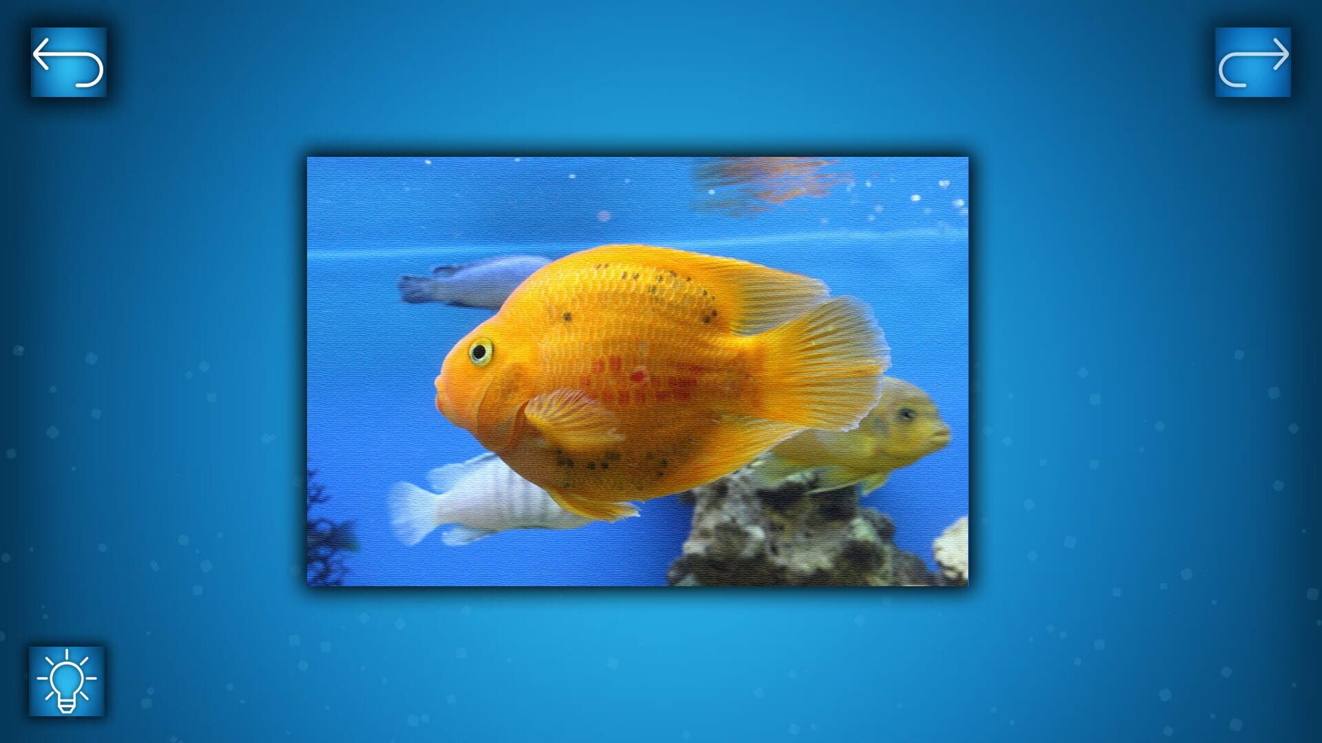 Foto do jogo Puzzle: Ocean - Puzzle Pack: Fish Pack