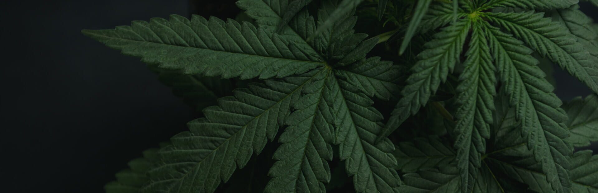 Foto do jogo Drug Dealer Simulator
