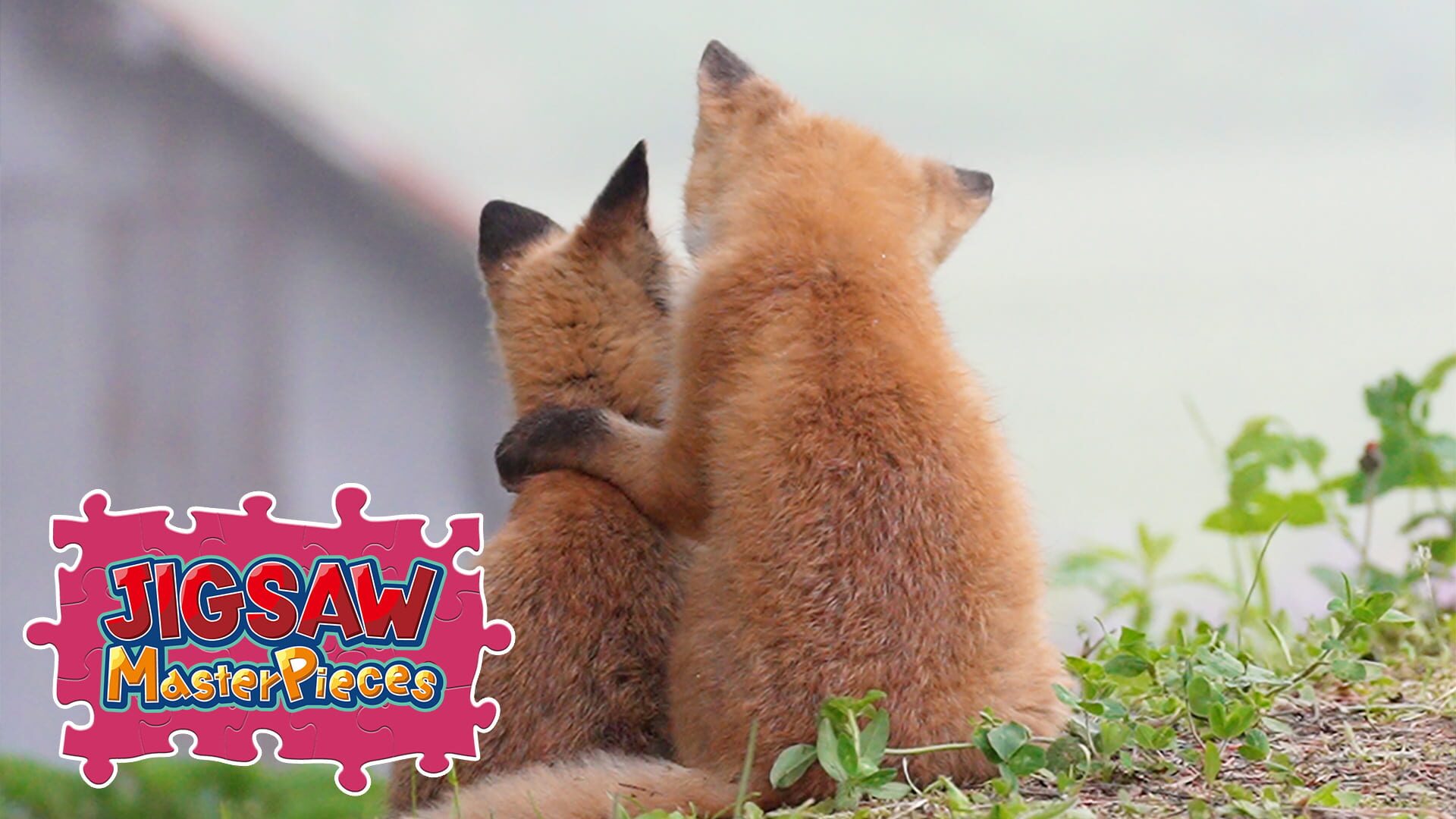 Foto do jogo Jigsaw Masterpieces: Fluffy Animals in Hokkaido / Kenta Igarashi