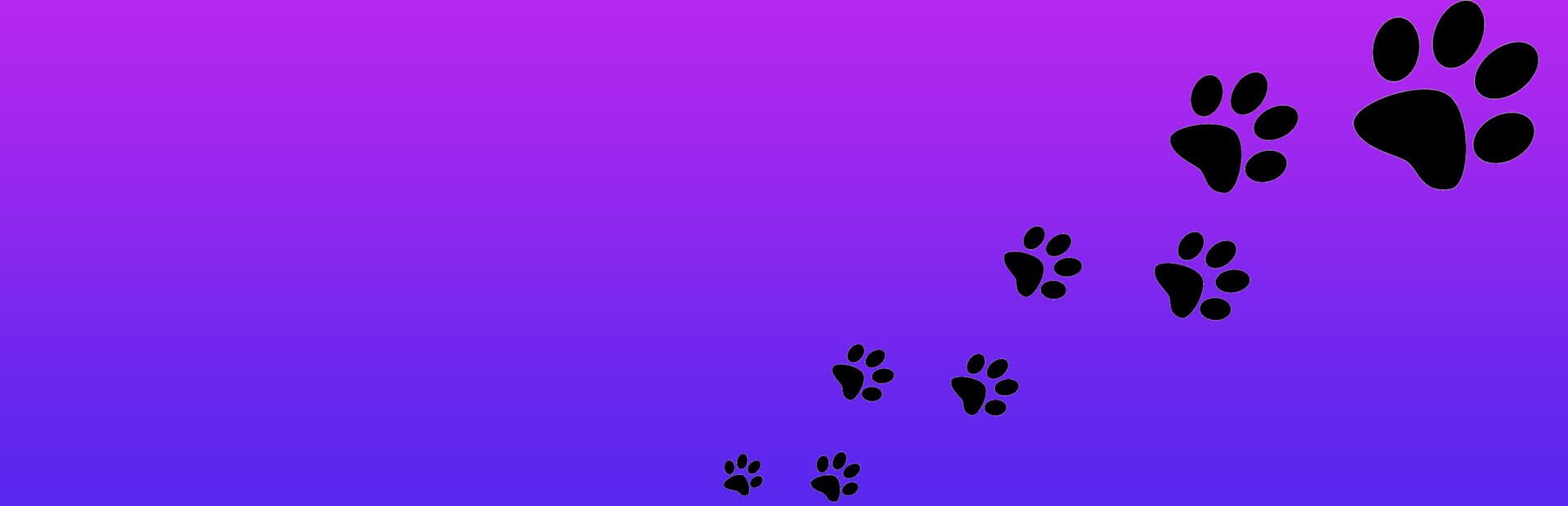 Foto do jogo Roxy Raccoon