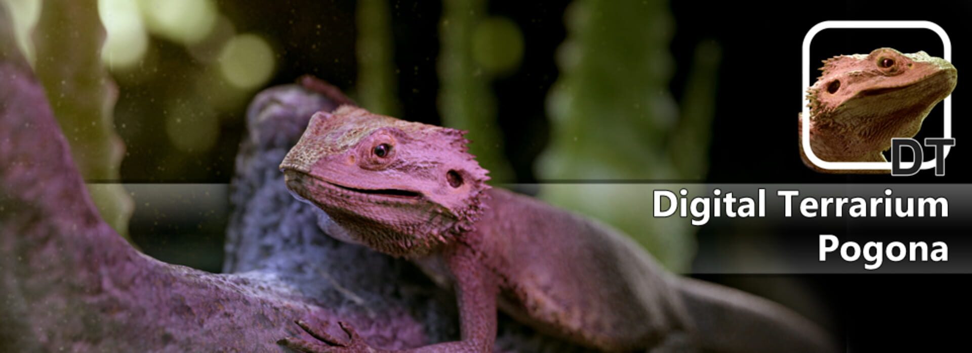 Foto do jogo Digital Terrarium: Pogona Virtual Pet