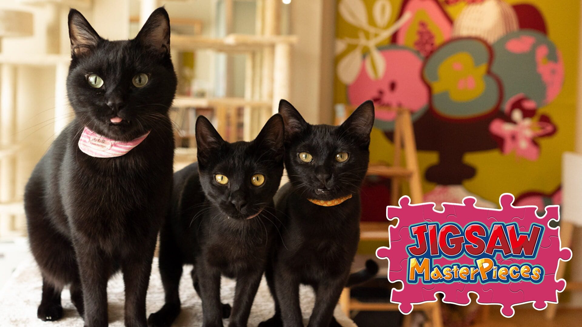 Foto do jogo Jigsaw Masterpieces: Black Cats in a Cat Welfare Cafe / Kenta Igarashi