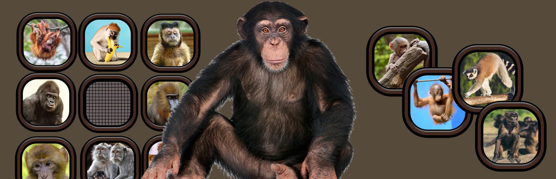 Foto do jogo Animals Memory: Monkeys