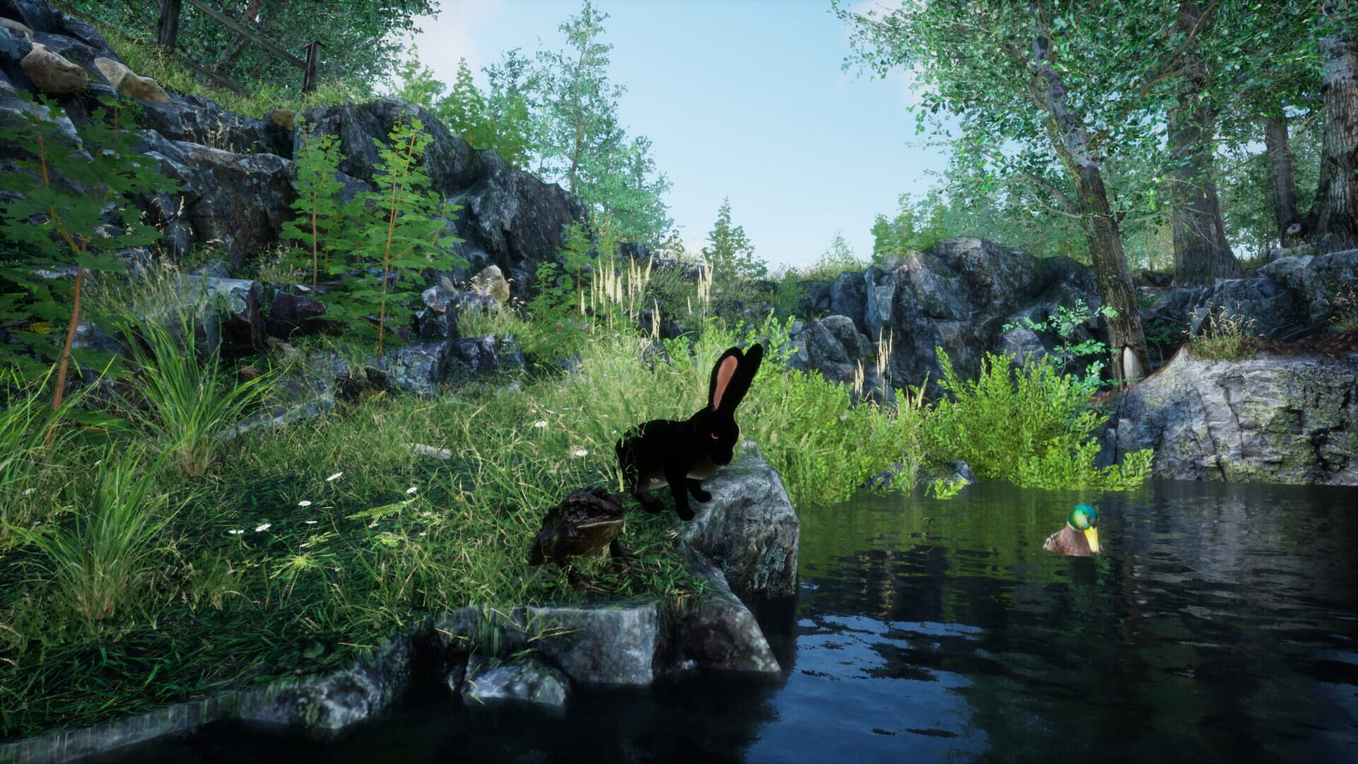 Foto do jogo Rabbit Meadow
