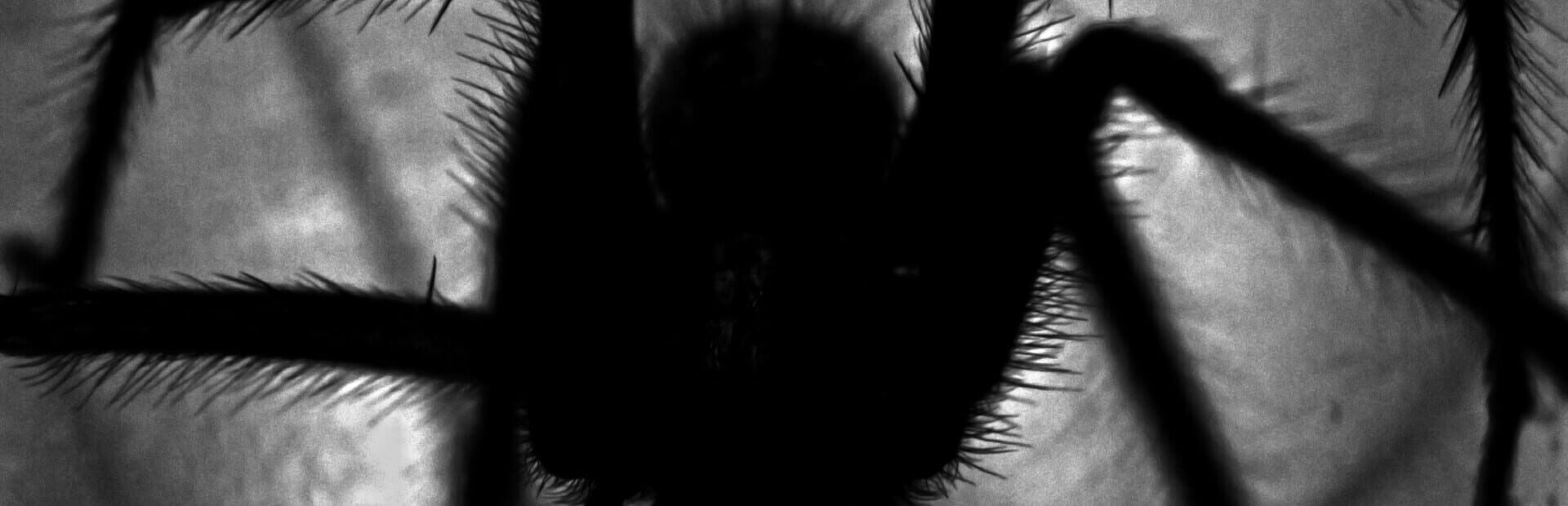 Foto do jogo Web Crawlies