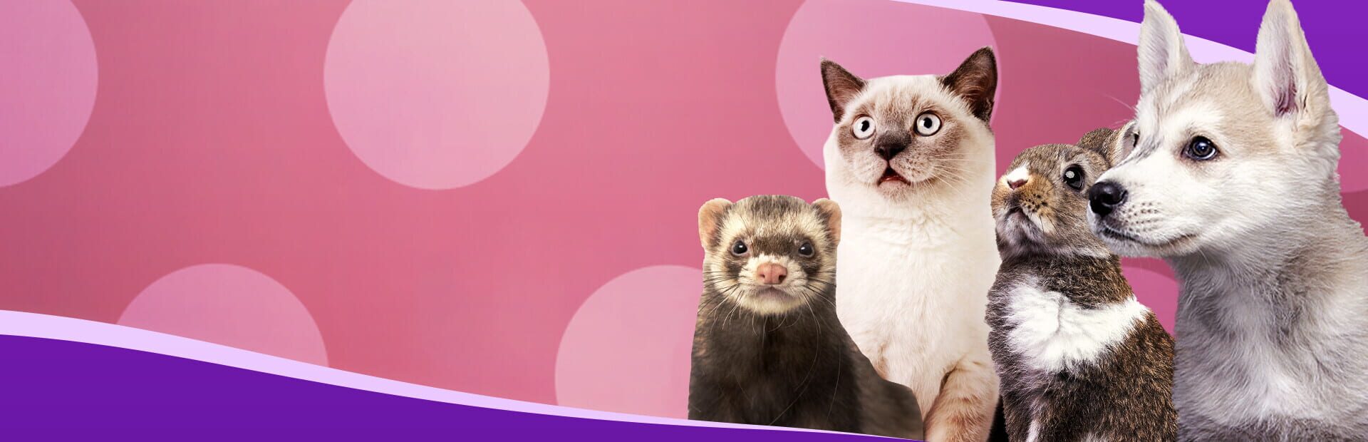 Foto do jogo I Love Finding Furbabies