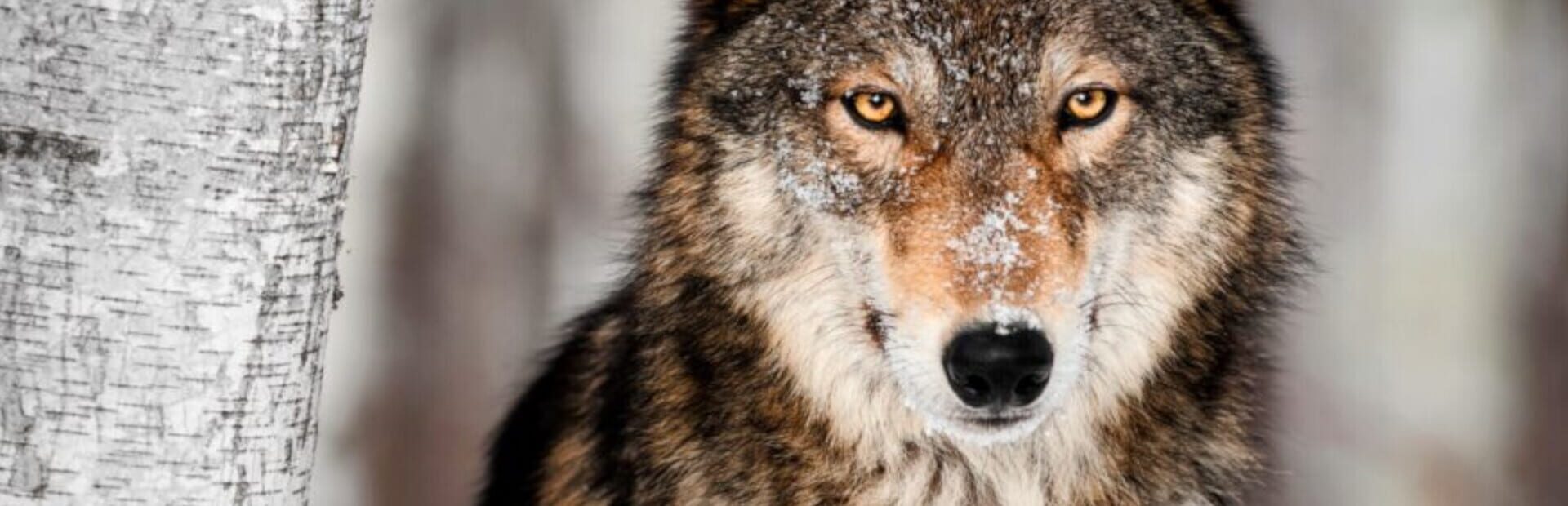Foto do jogo The Wolf's Hunt