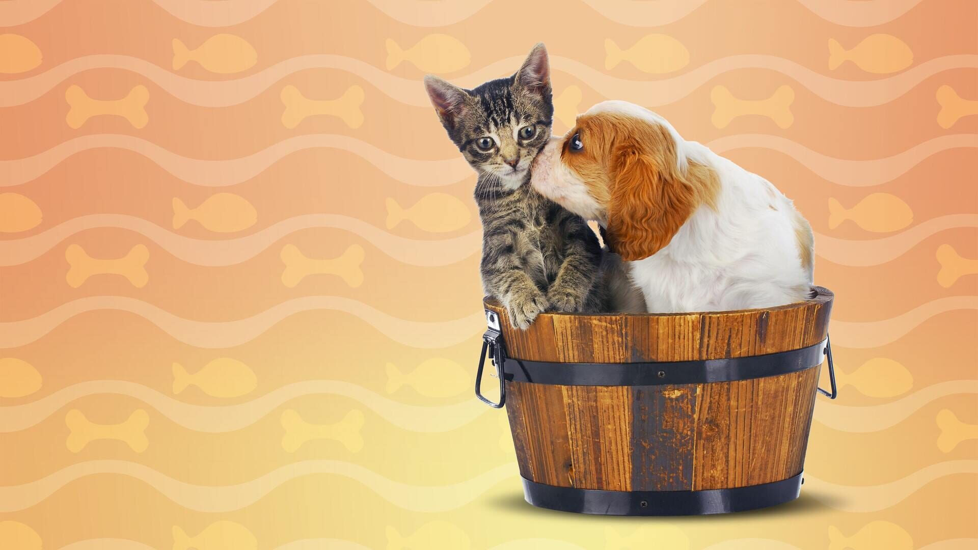 Foto do jogo I Love Finding Cats & Pups - Collector's Edition