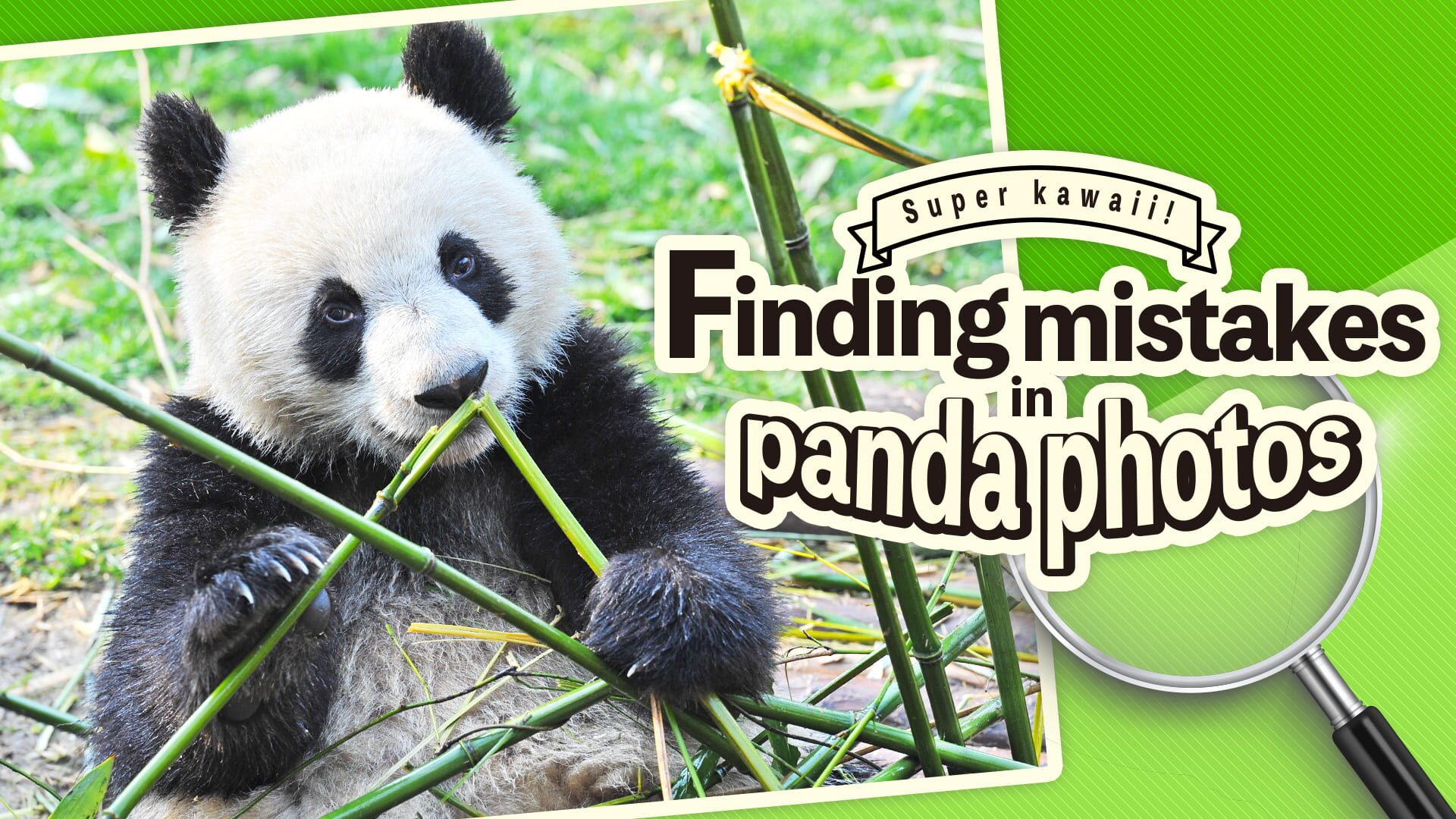 Foto do jogo Super Kawaii! Finding Mistakes in Panda Photos
