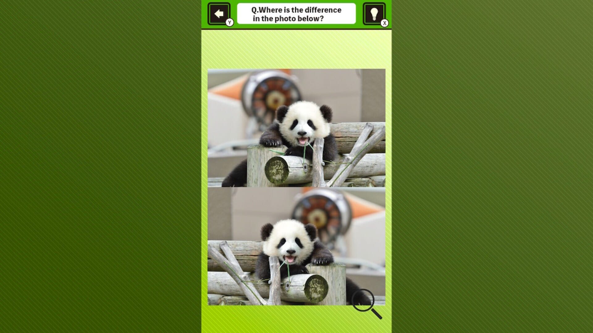 Foto do jogo Super Kawaii! Finding Mistakes in Panda Photos