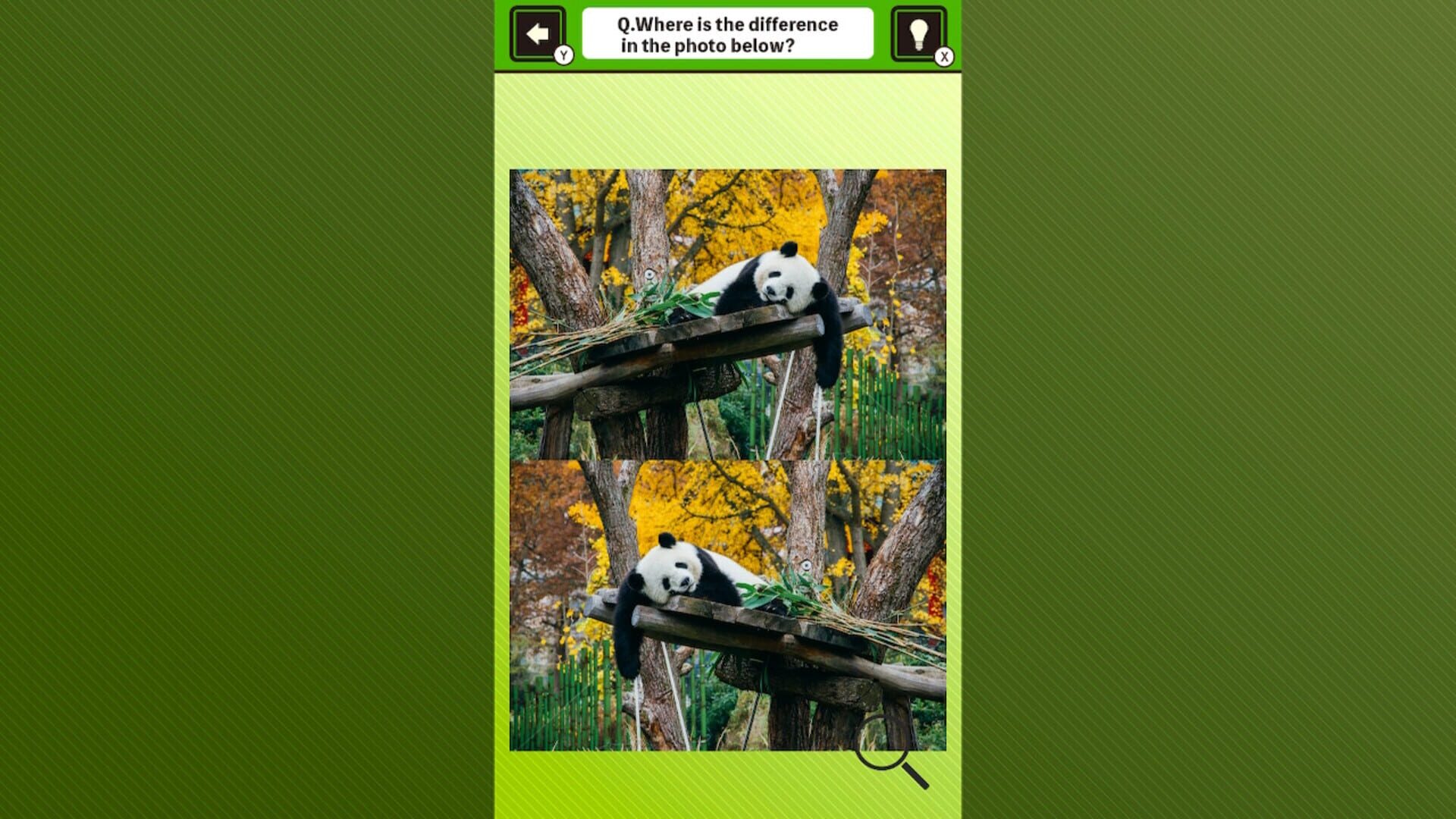 Foto do jogo Super Kawaii! Finding Mistakes in Panda Photos
