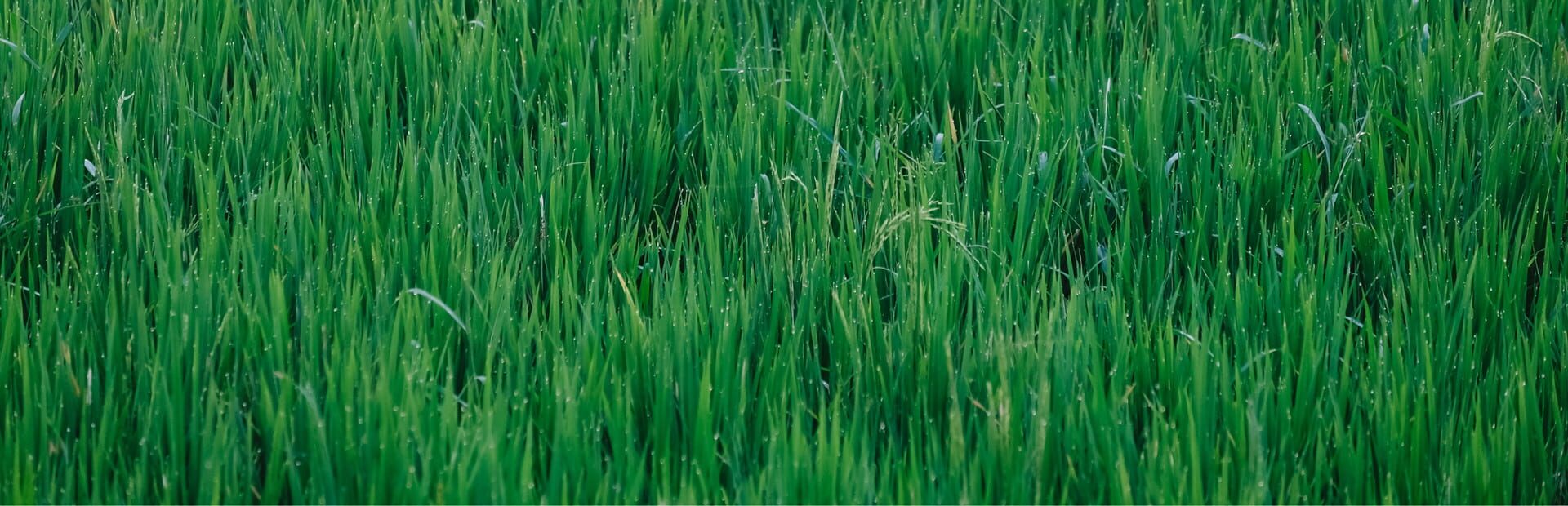 Foto do jogo Grass Toucher