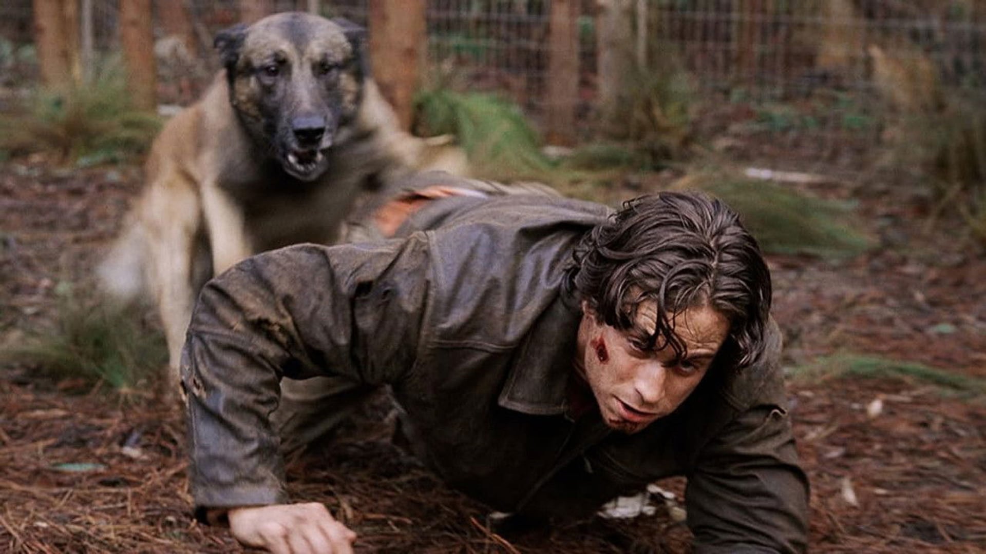 Foto do filme Cães Assassinos