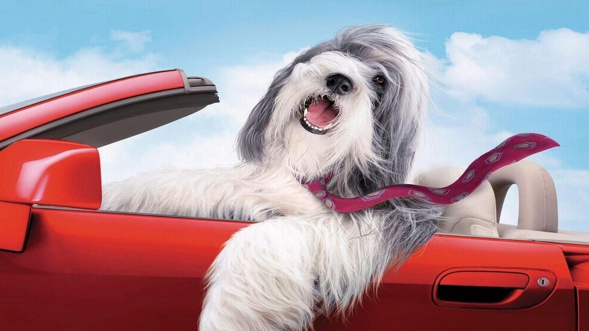 Foto do filme Soltando os Cachorros