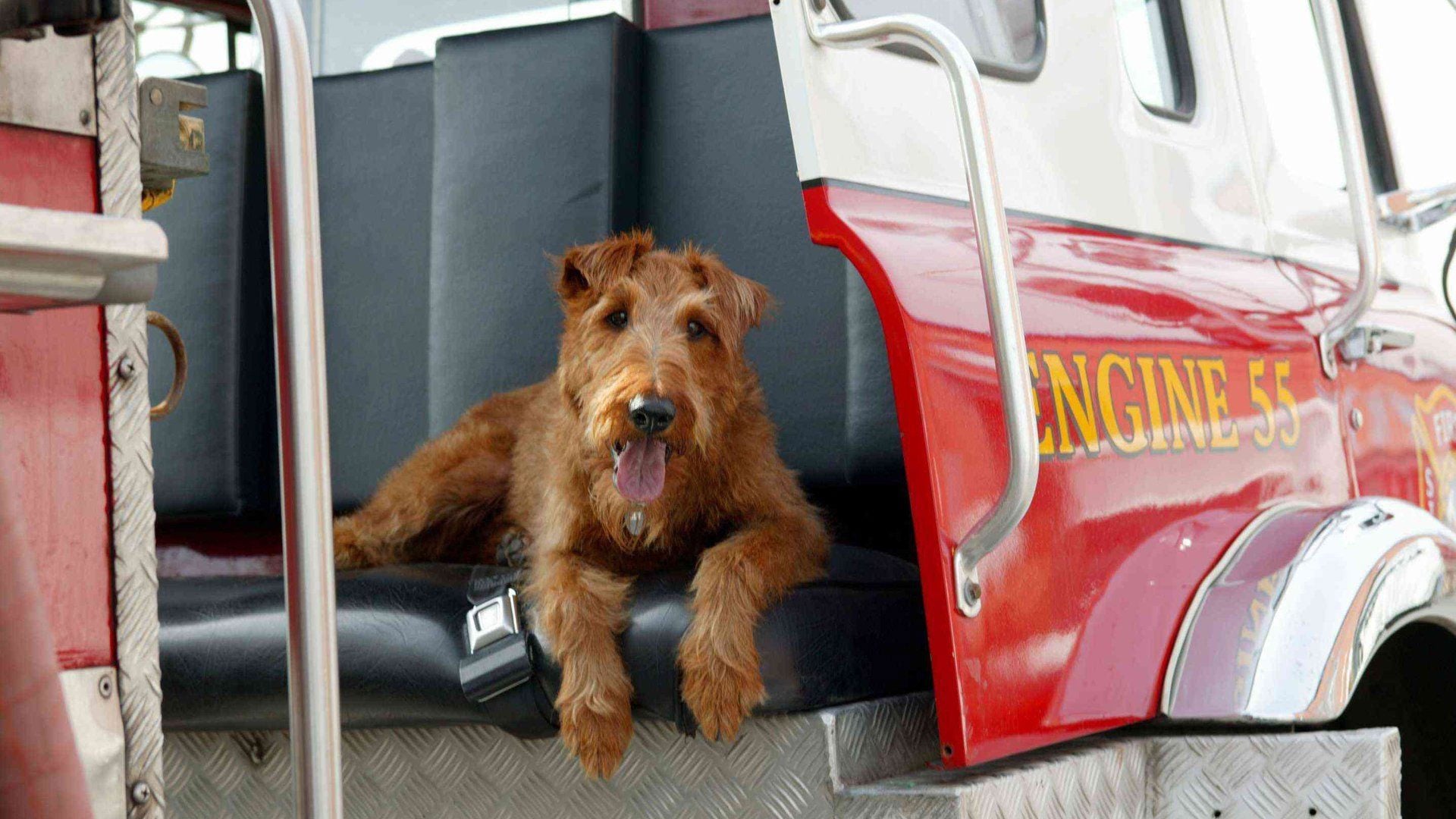 Foto do filme O Cachorro Bombeiro
