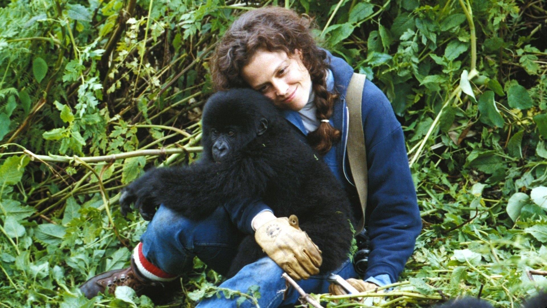 Foto do filme Nas Montanhas dos Gorilas