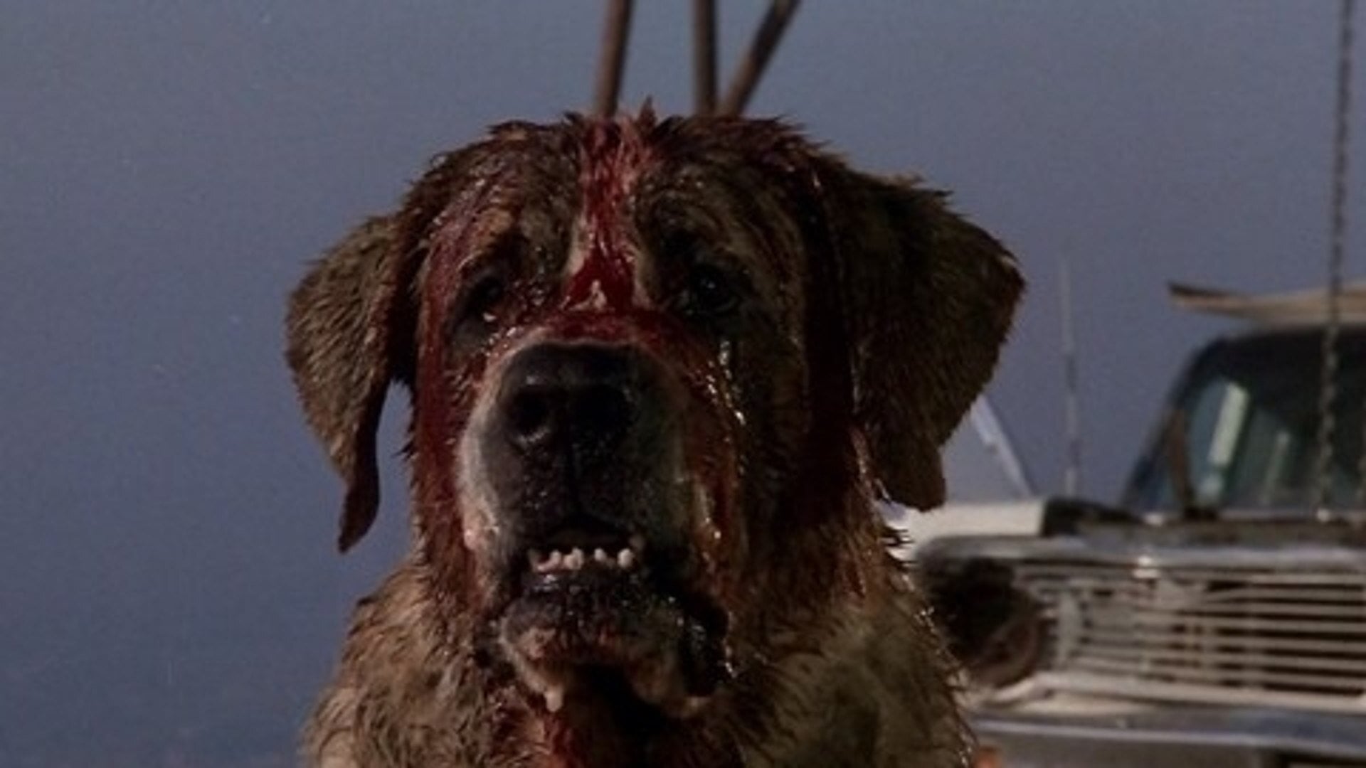 Foto do filme Cujo