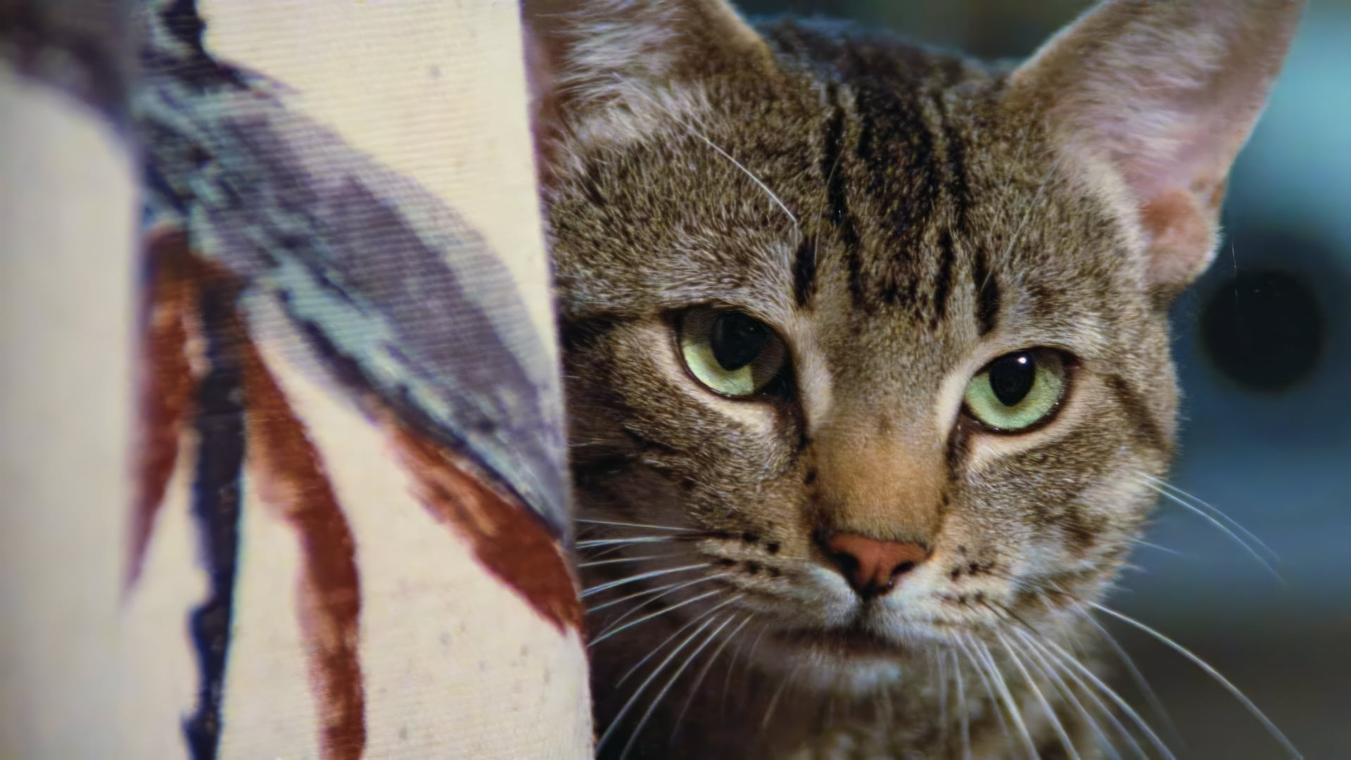 Foto do filme Olhos de Gato