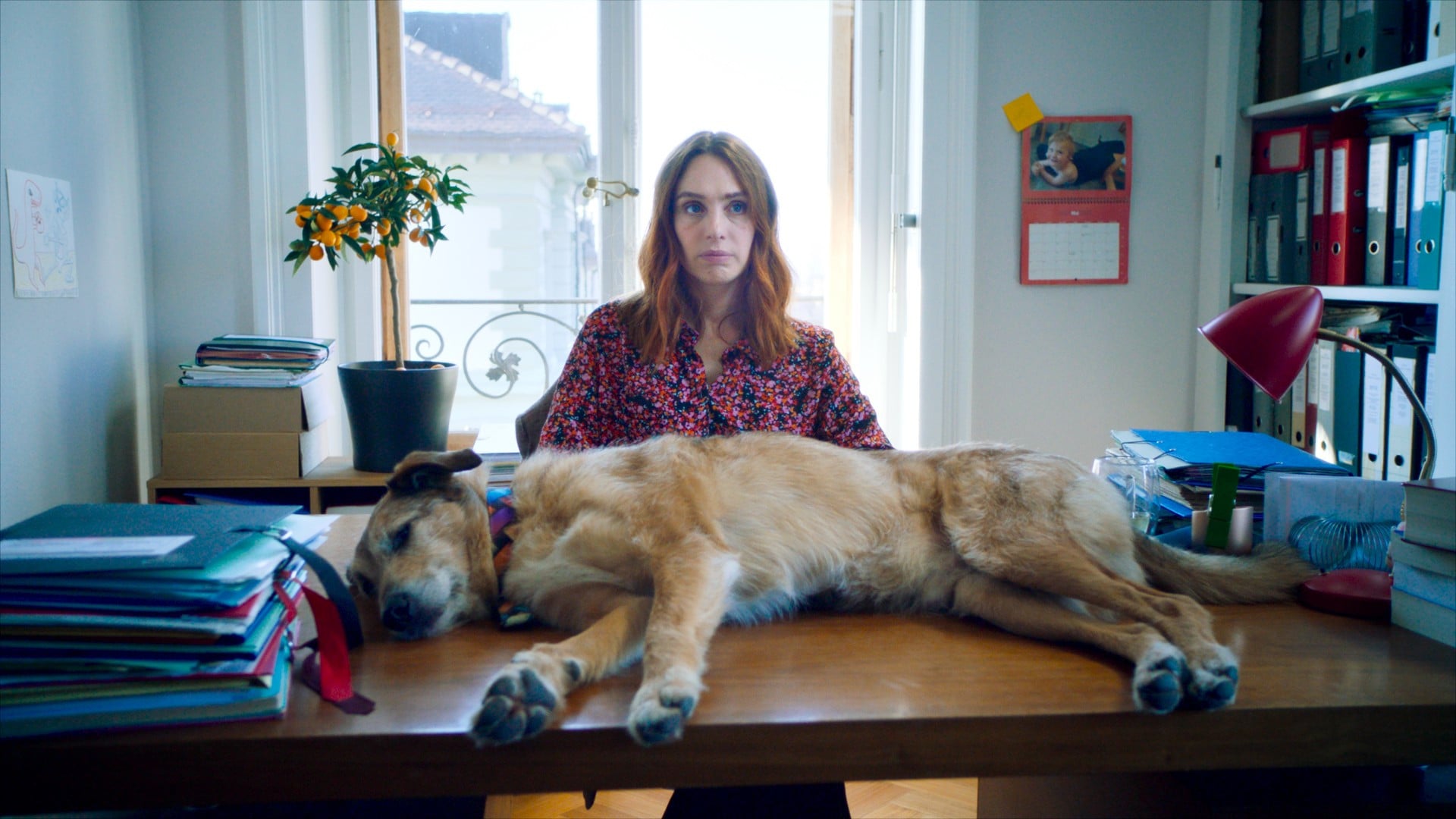 Foto do filme Le Procès du Chien