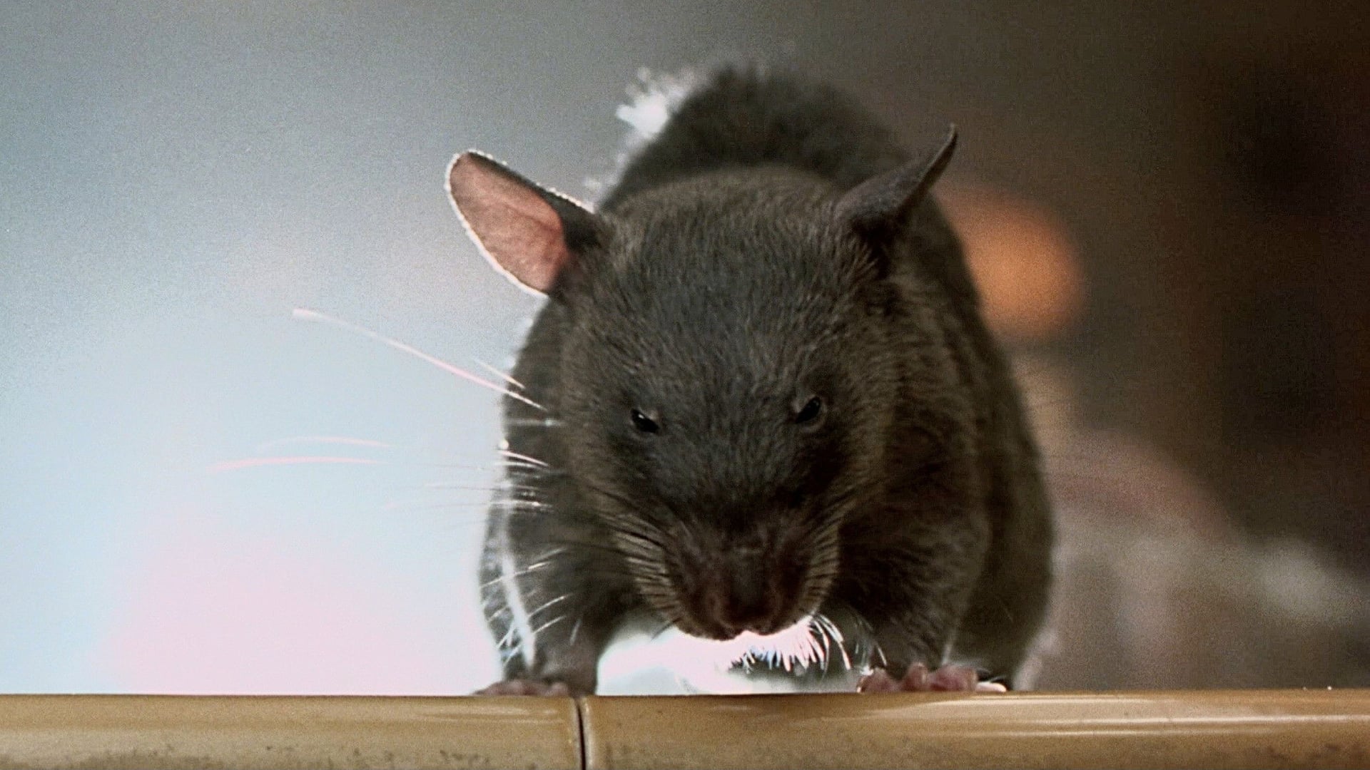 Foto do filme A Vingança de Willard