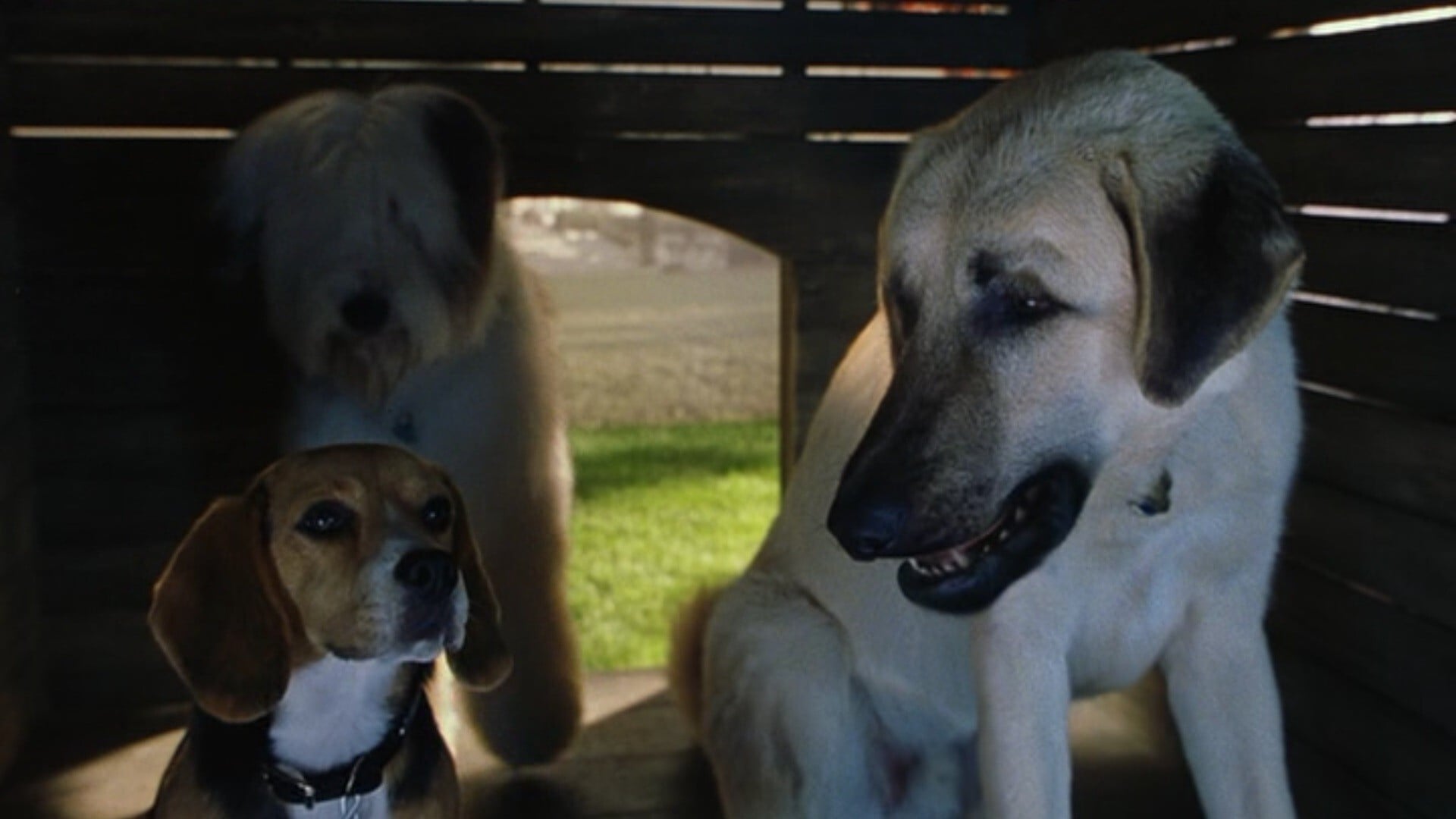 Foto do filme Como Cães e Gatos