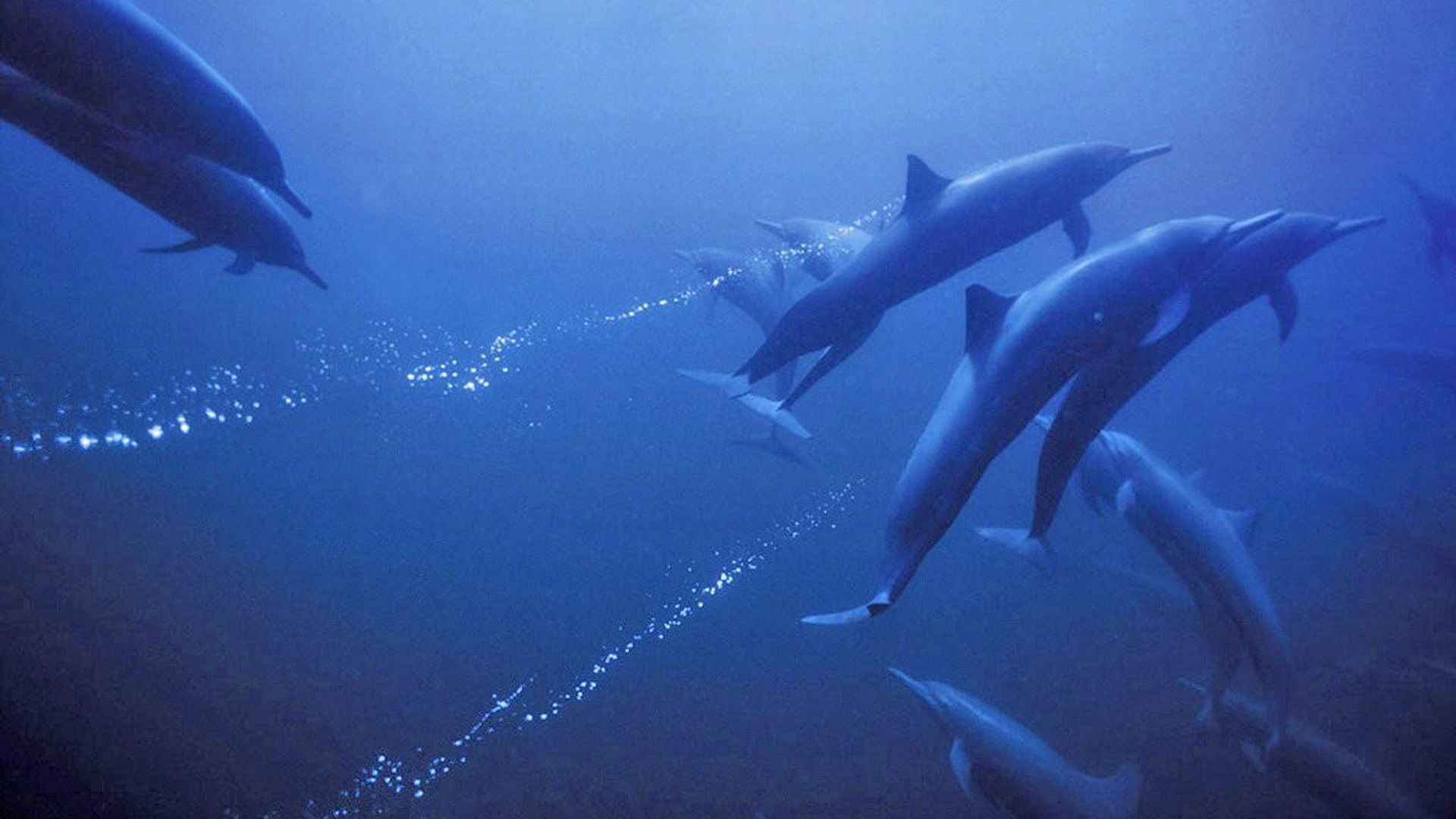 Foto do filme Azul Profundo