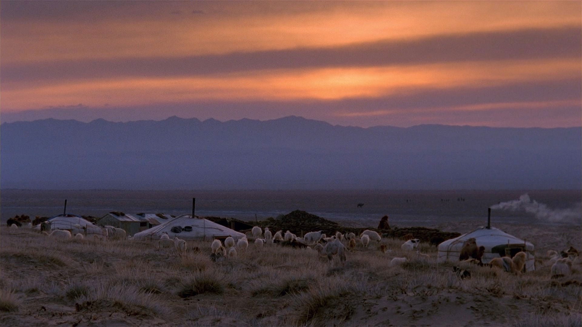 Foto do filme Camelos Também Choram