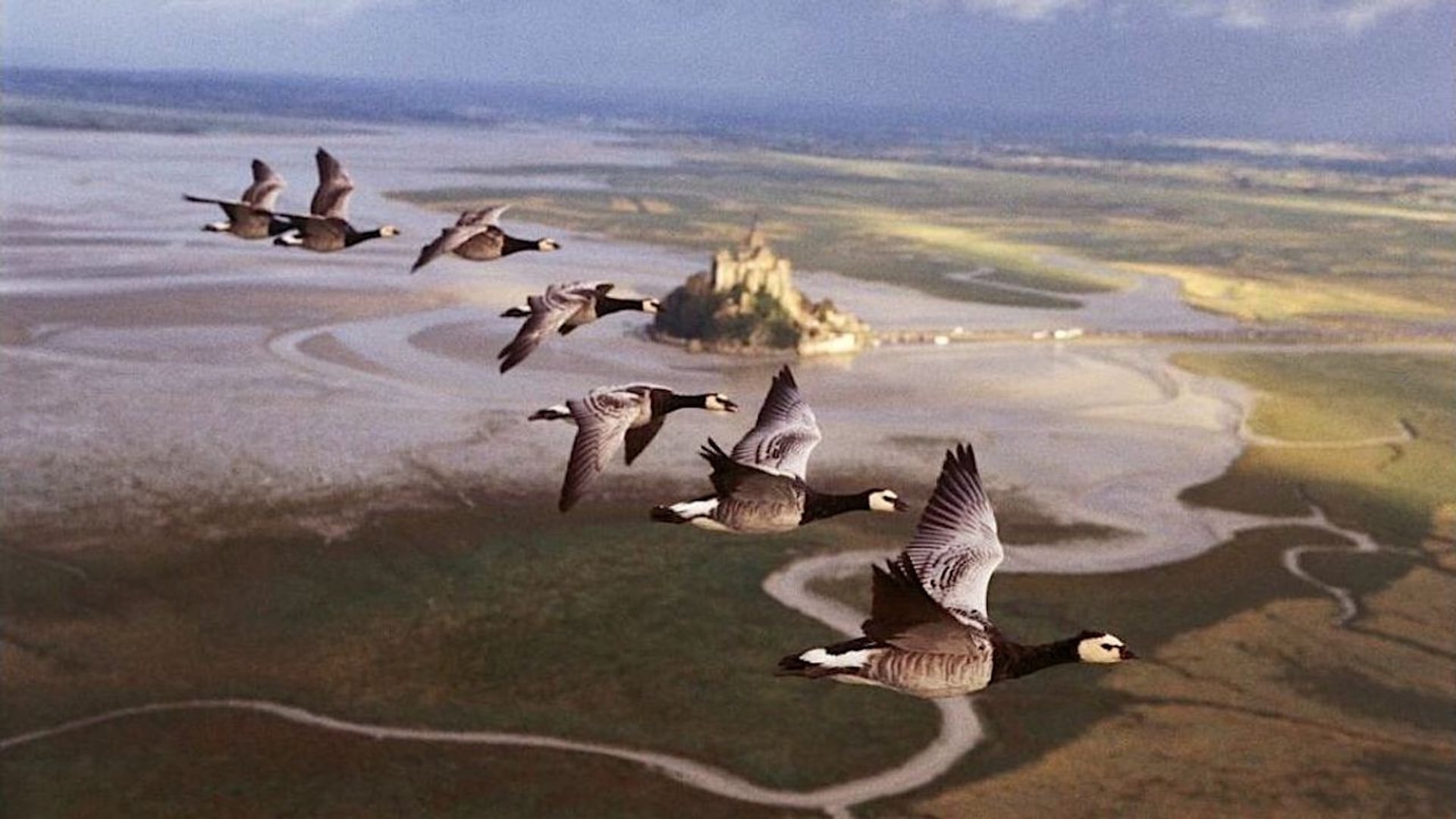Foto do filme Migração Alada