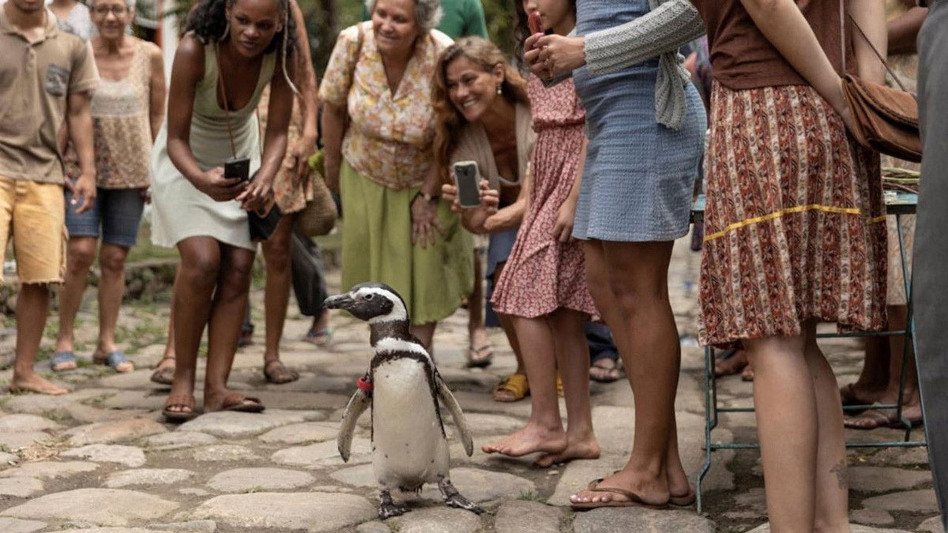 Foto do filme Meu Amigo Pinguim