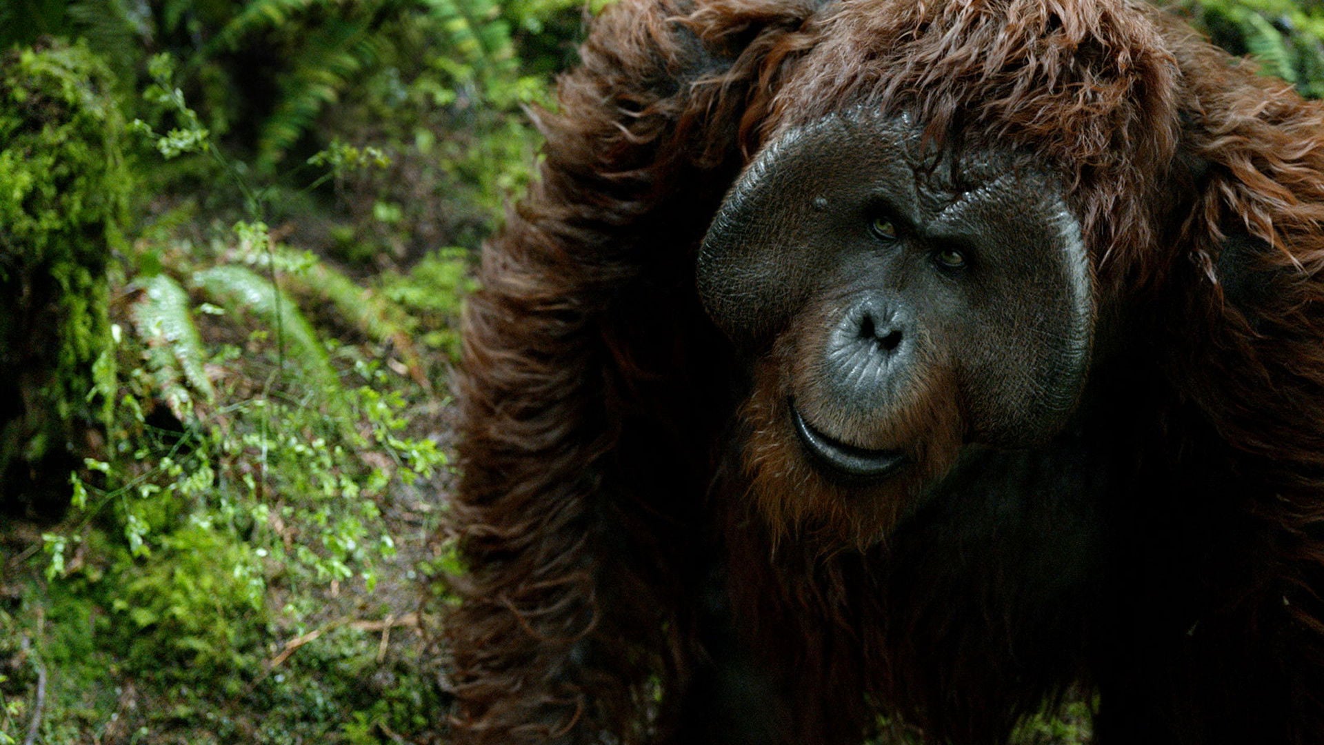Foto do filme Planeta dos Macacos: O Confronto