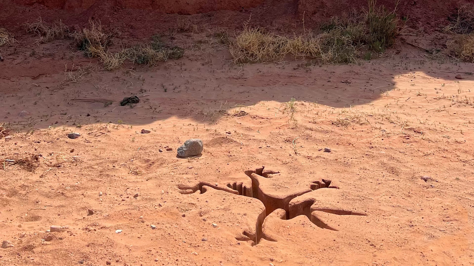 Foto do filme Coyote vs. ACME