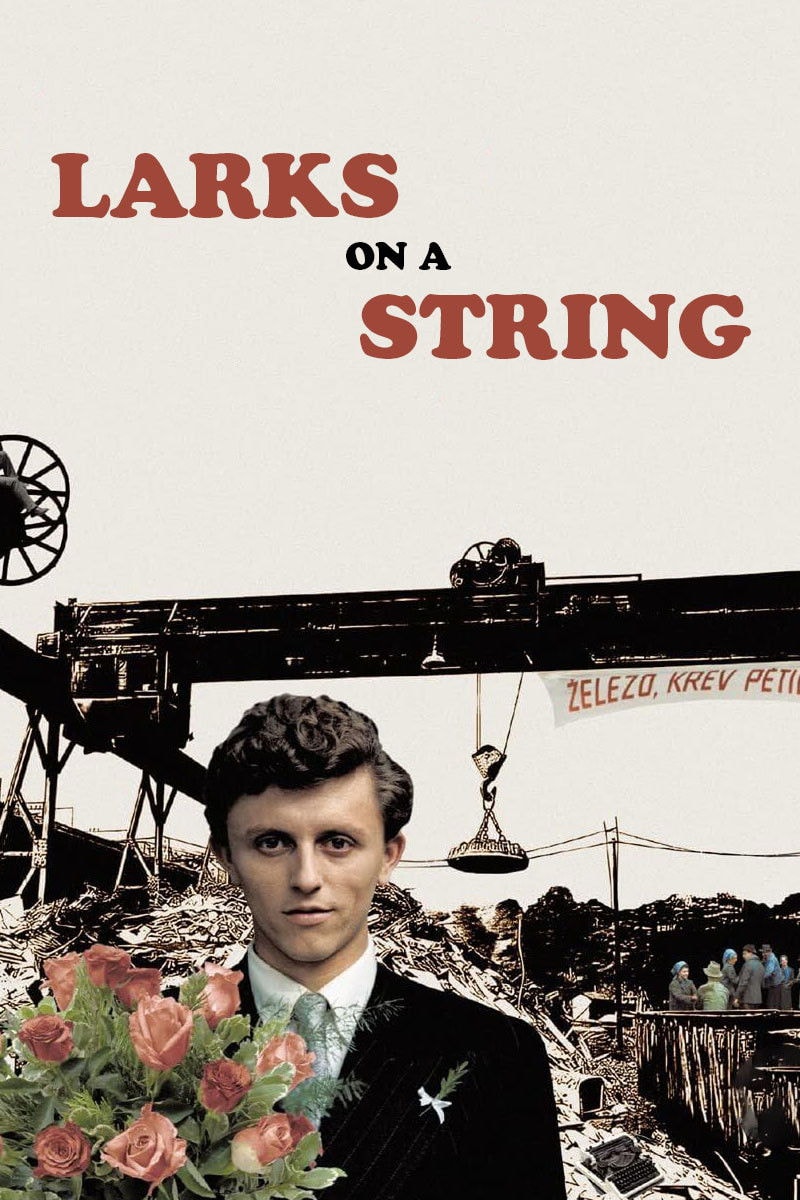 Skřivánci na niti