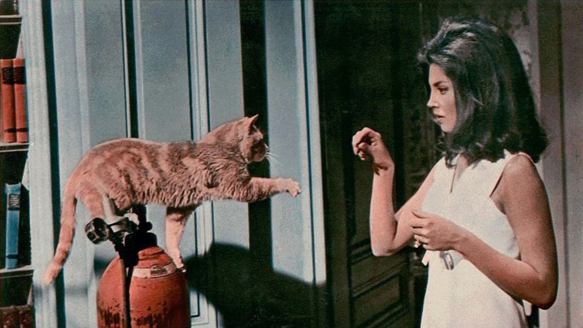 Foto do filme Os Felinos