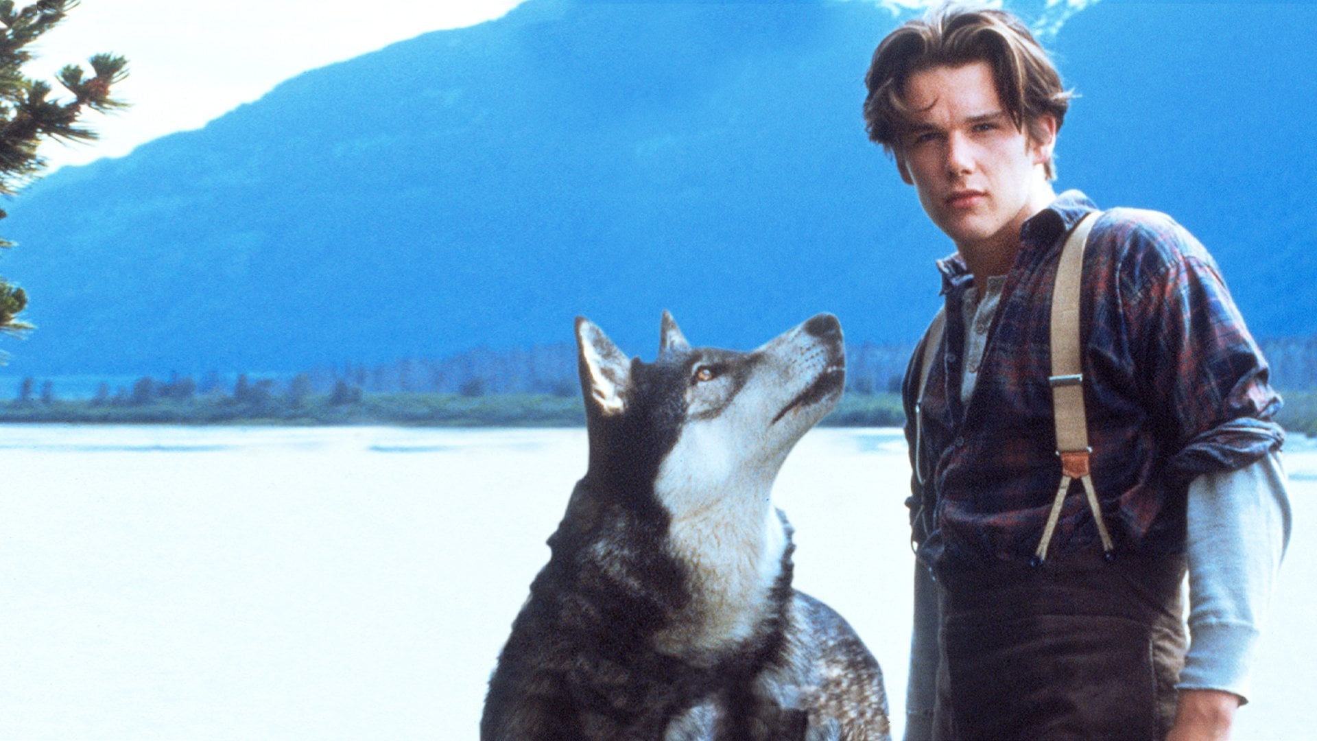 Foto do filme Caninos Brancos