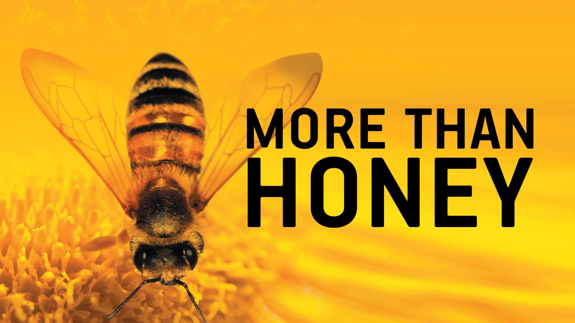 Foto do filme More Than Honey