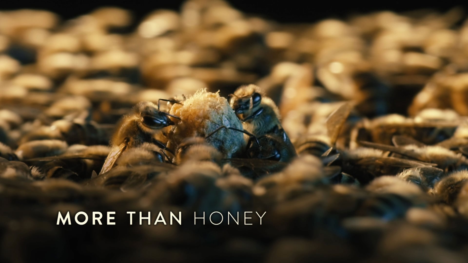 Foto do filme More Than Honey
