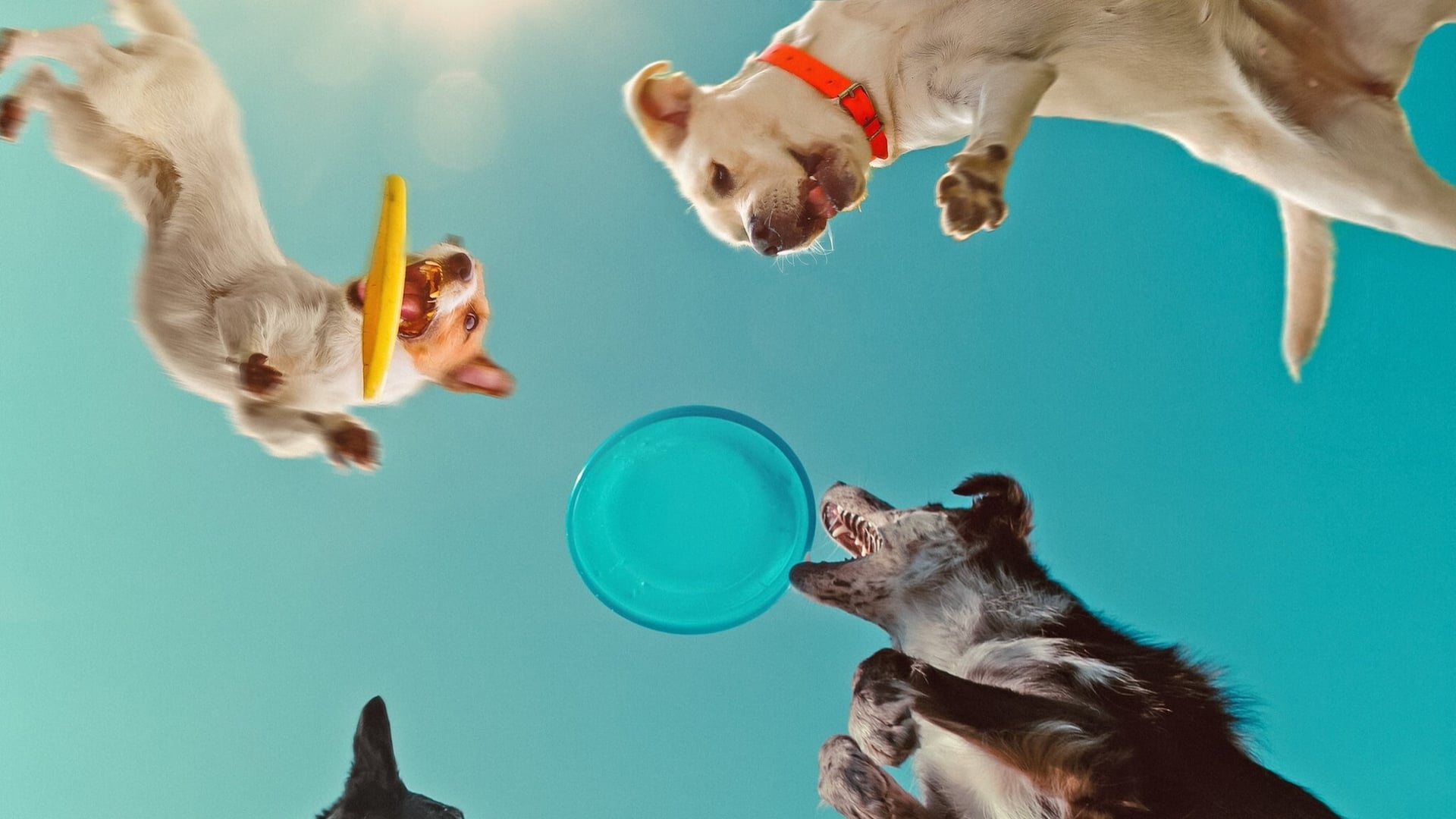 Foto do filme Dentro da Mente de um Cachorro