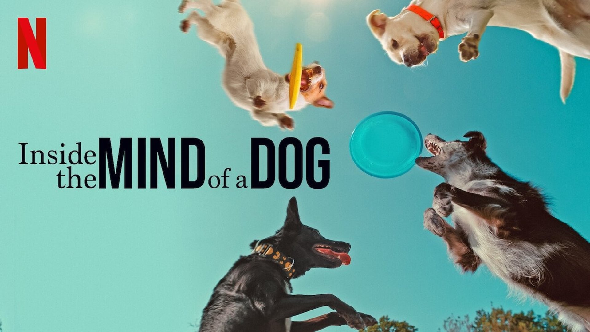 Foto do filme Dentro da Mente de um Cachorro