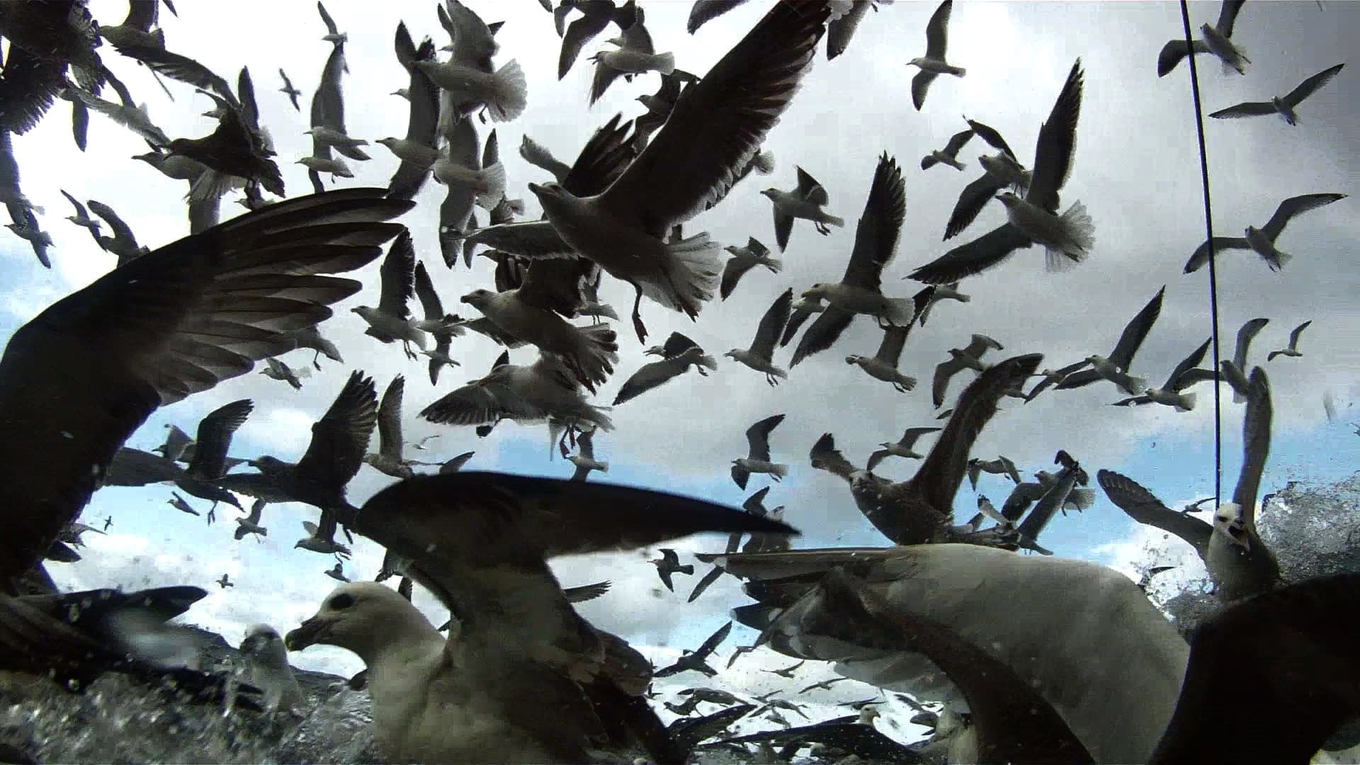 Foto do filme Leviathan