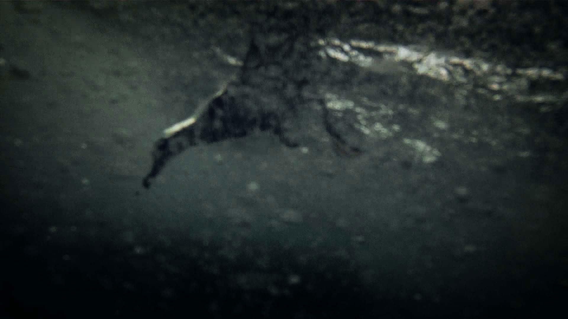 Foto do filme Leviathan