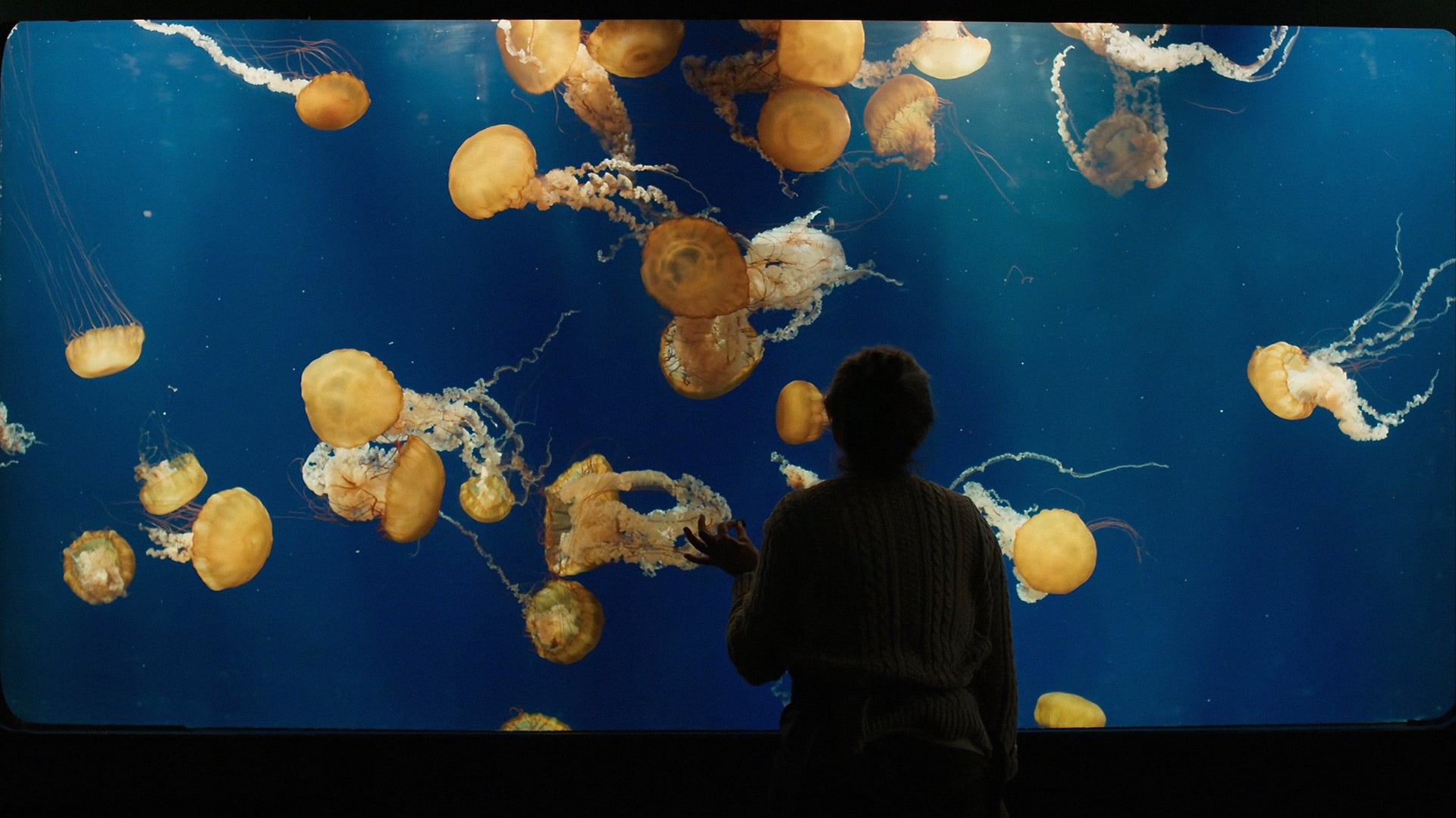 Foto do filme Criaturas Extraordinariamente Brilhantes