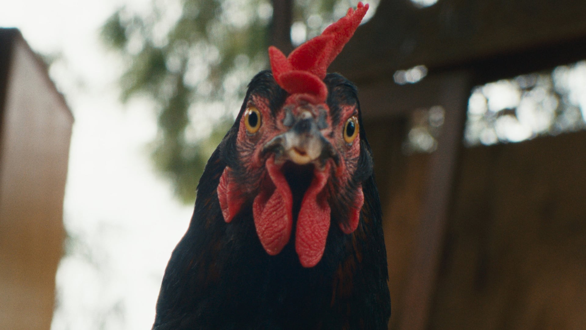 Foto do filme Hen