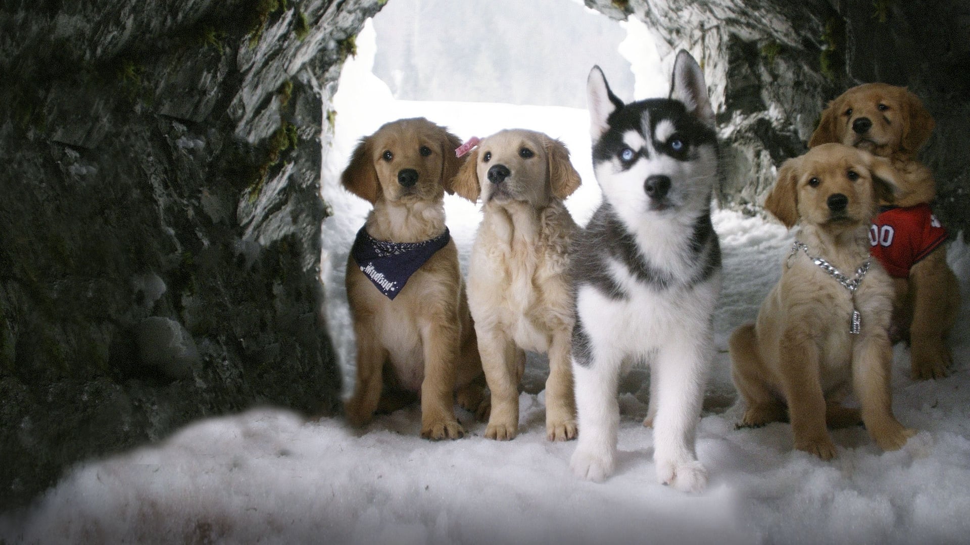 Foto do filme Snow Buddies: Uma Aventura no Gelo