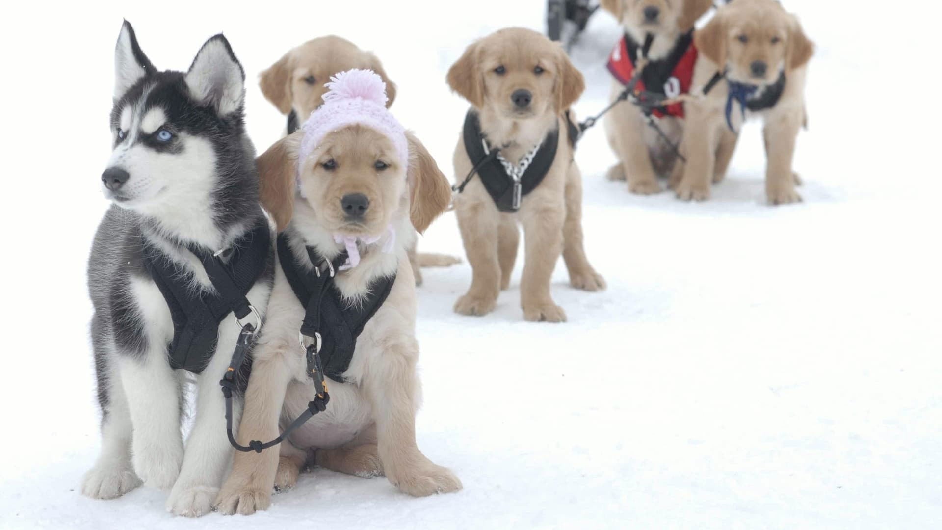Foto do filme Snow Buddies: Uma Aventura no Gelo