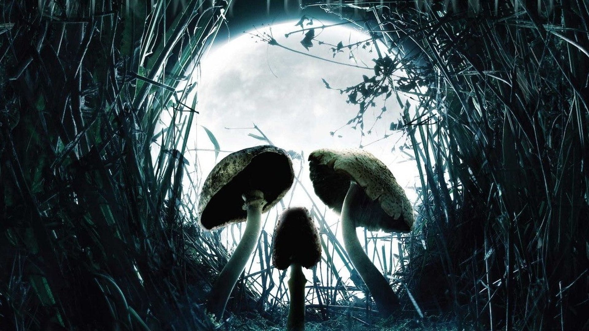 Foto do filme Alucinação